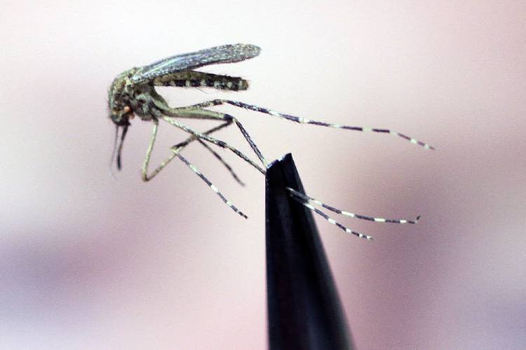 Mosquito in western Mass. provides season's first West Nile virus sample