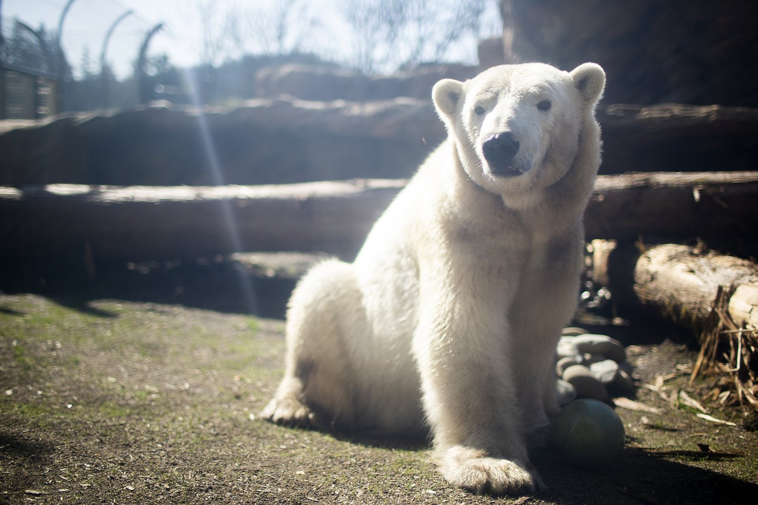 Nora the polar bear captured hearts at the Oregon Zoo. Now she may be expecting her first cub in Wisconsin