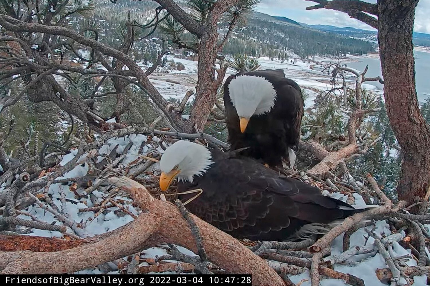 Cause of death revealed for Jackie, Big Bear's famous eagle