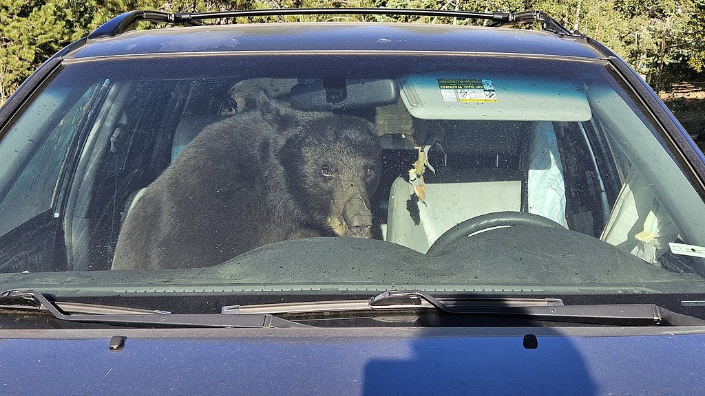 Parched summer in the Rockies sends hungry bears into urban areas and confrontations with people
