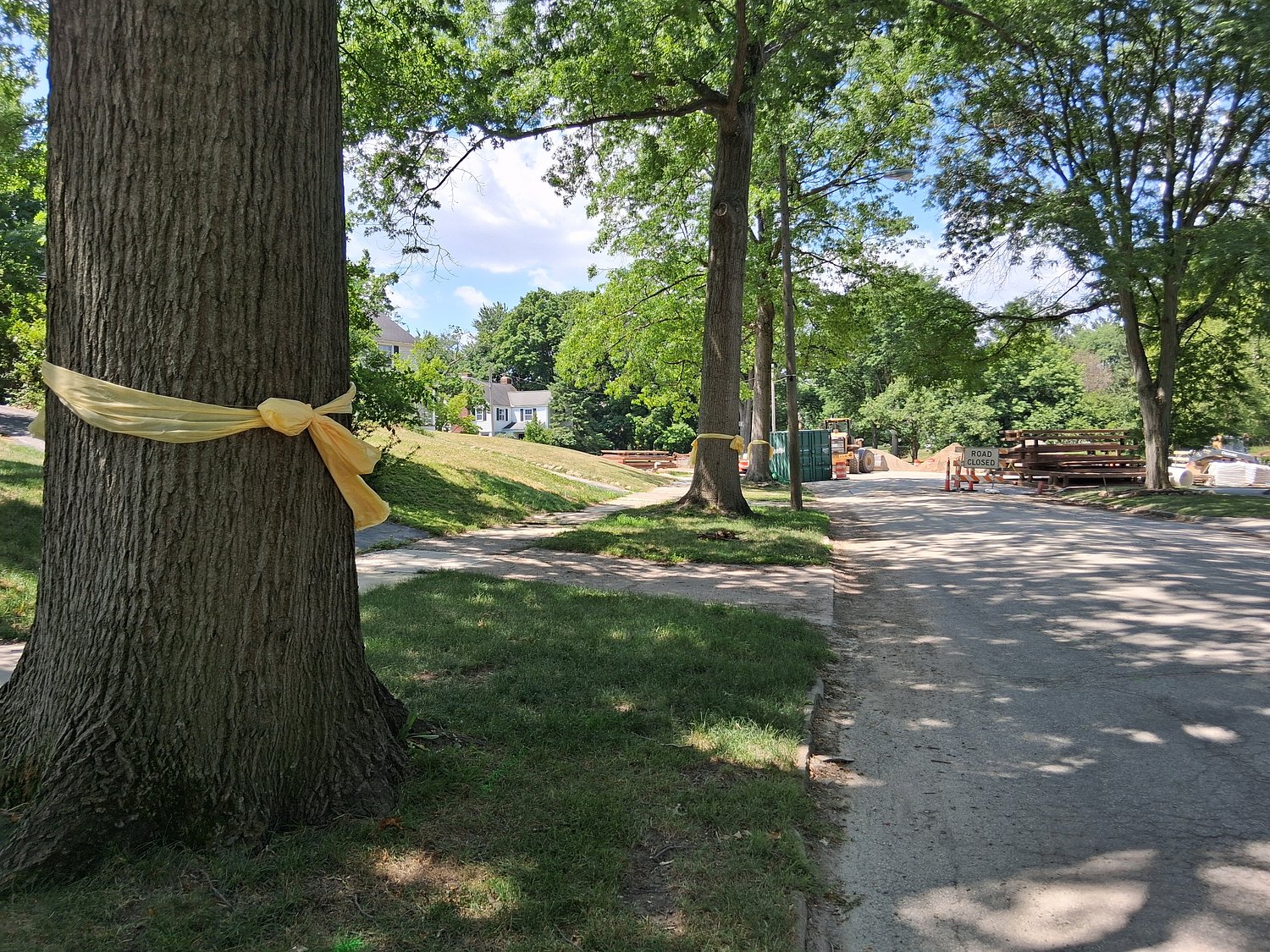 Shaker Heights officials: Several oaks in path of sewer project have taken a sudden turn for the worse