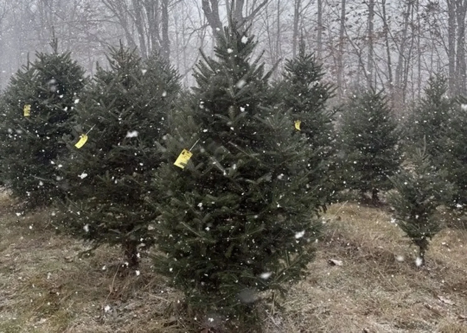 How is NH’s drought impacting Christmas trees?
