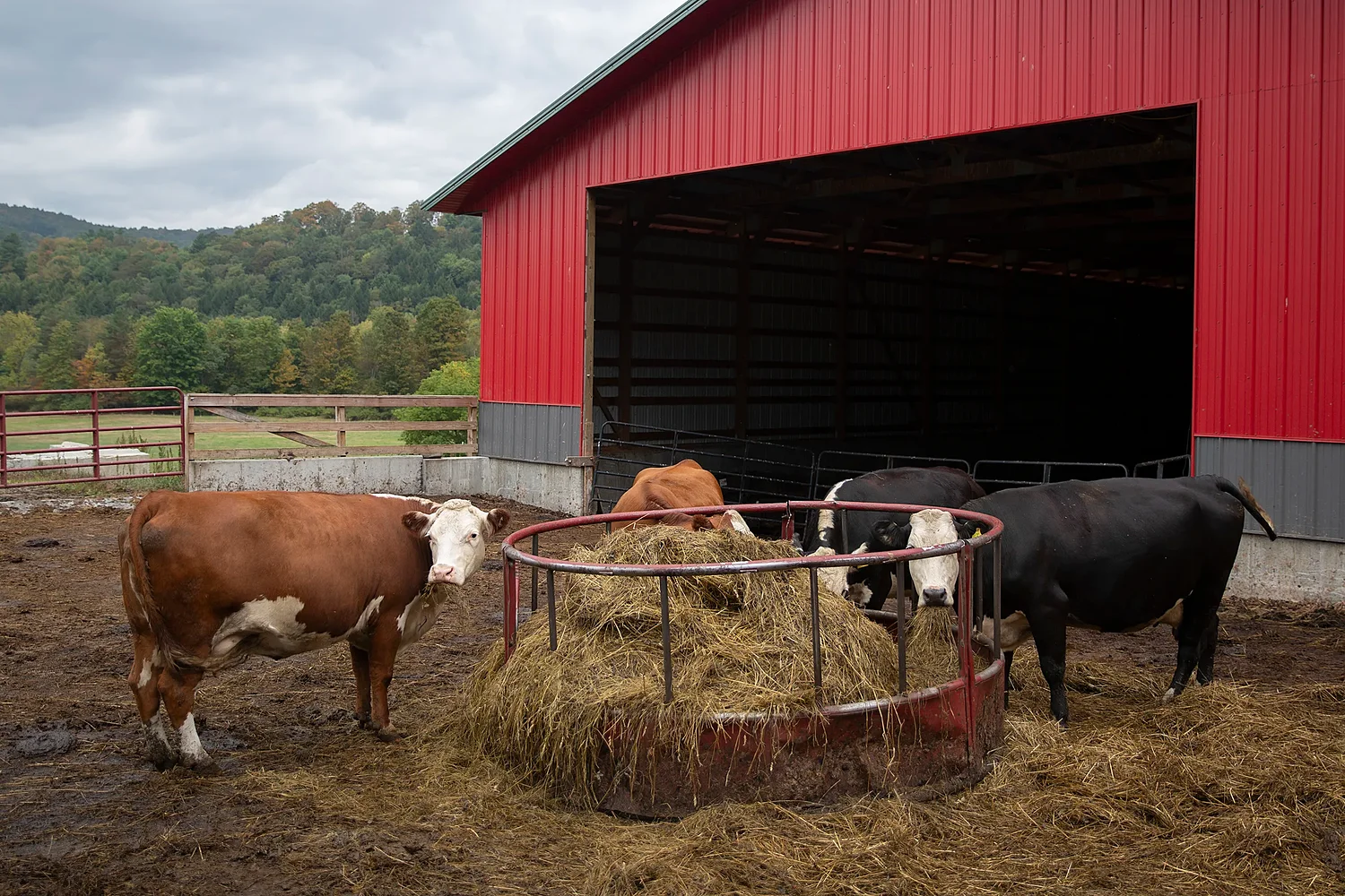 Drought and staffing shortages drive up beef prices in Upper Valley