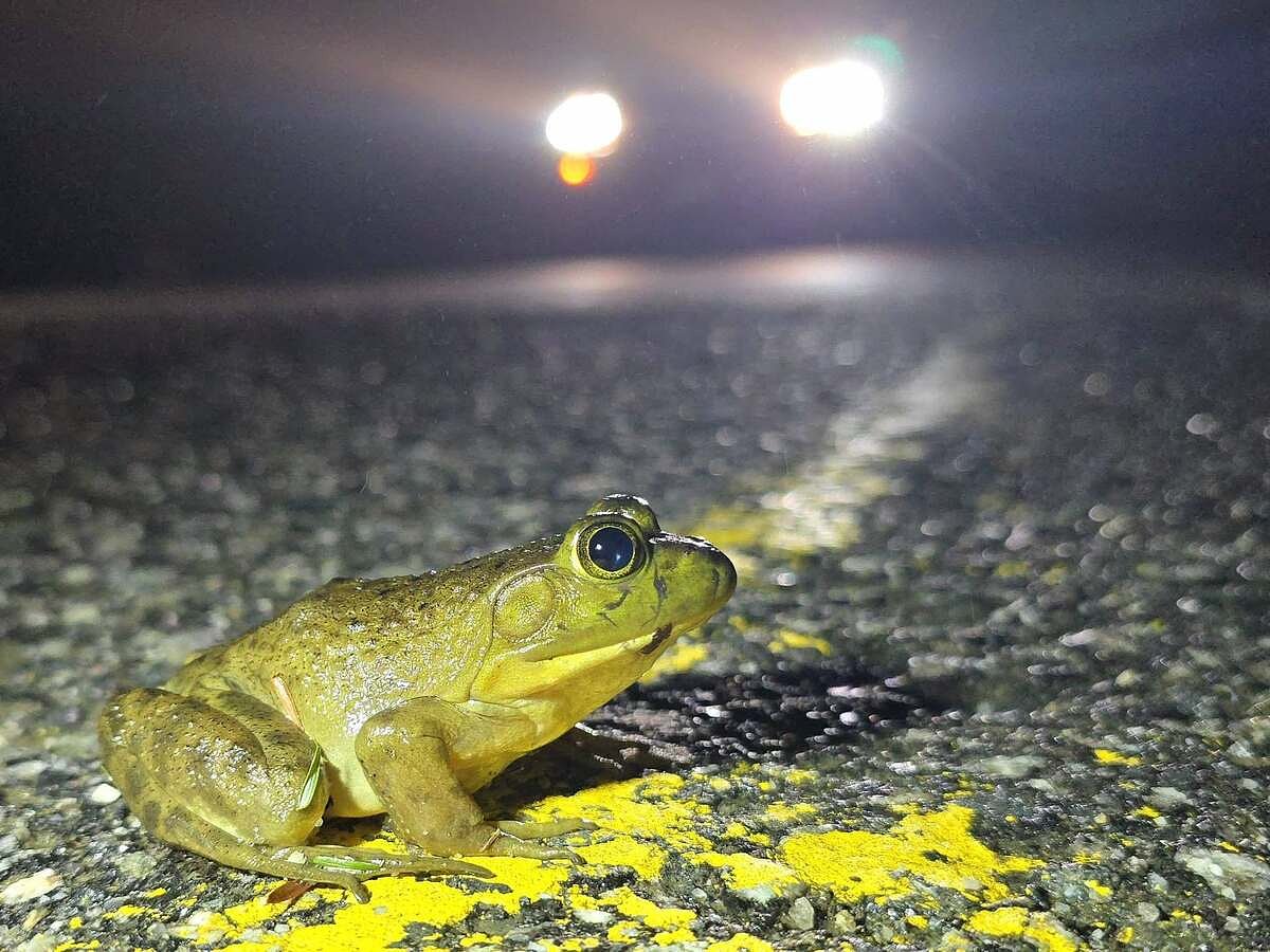 Maine’s ‘Big Night’ is happening now. Here’s what you can see this week.