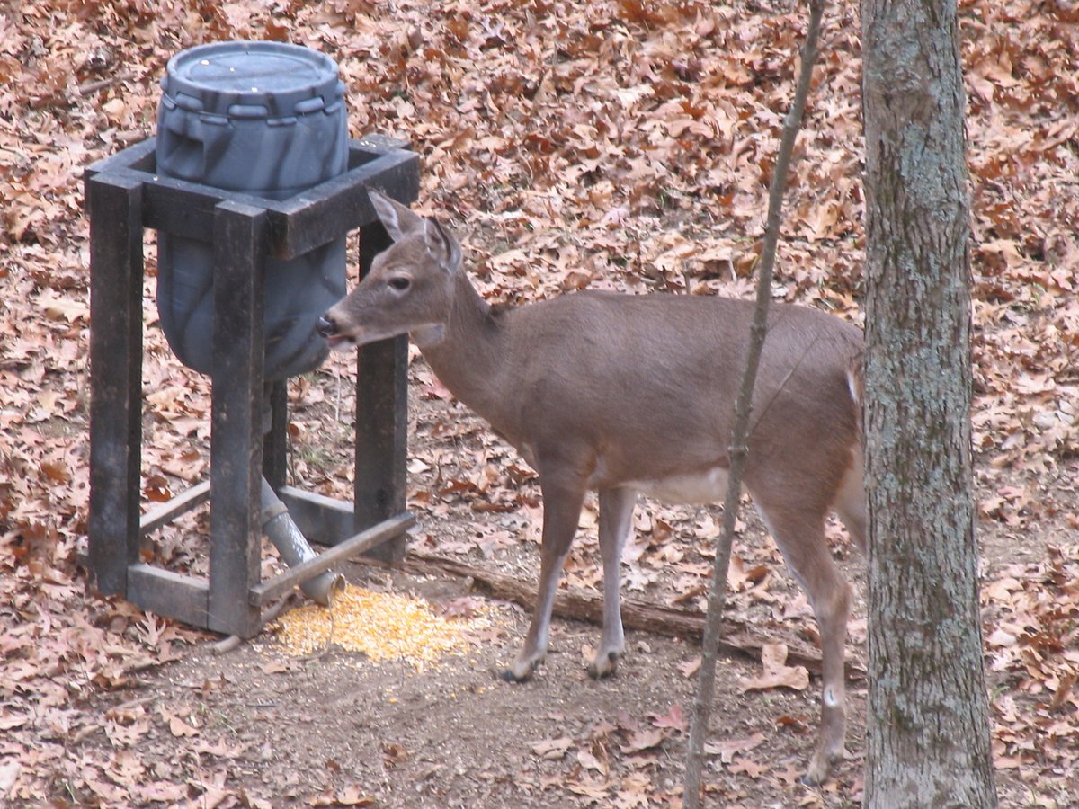 3 Maine hunting laws I hope change in the new year