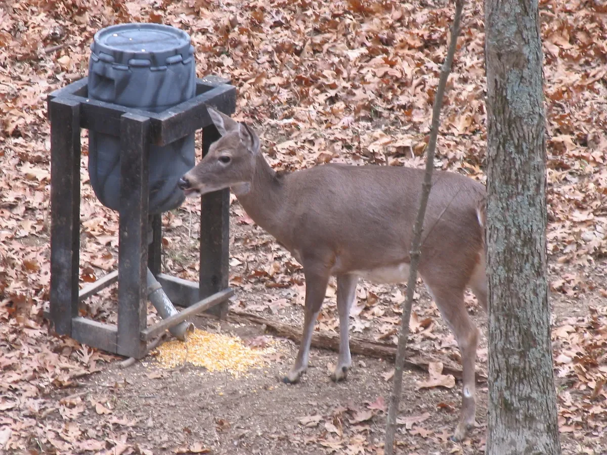 3 Maine hunting laws I hope change in the new year
