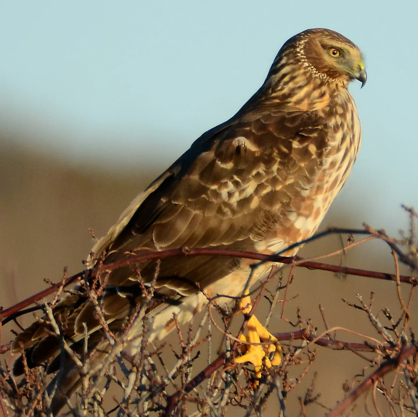 Speaking of Nature: The ghost of the meadow: The northern harrier, a master of low-altitude hunting