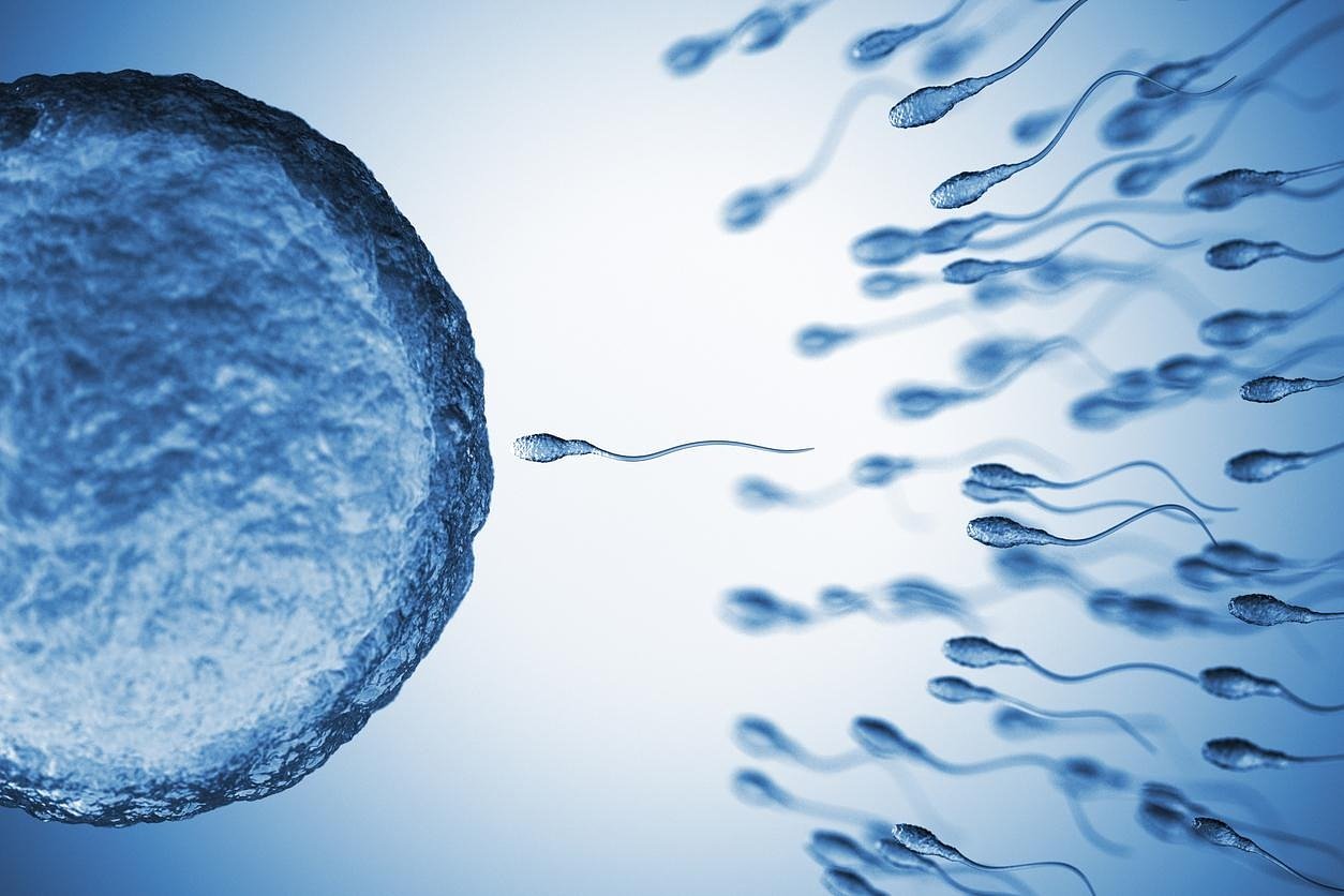 World’s most used insecticides damage male fertility in rodents, researchers say