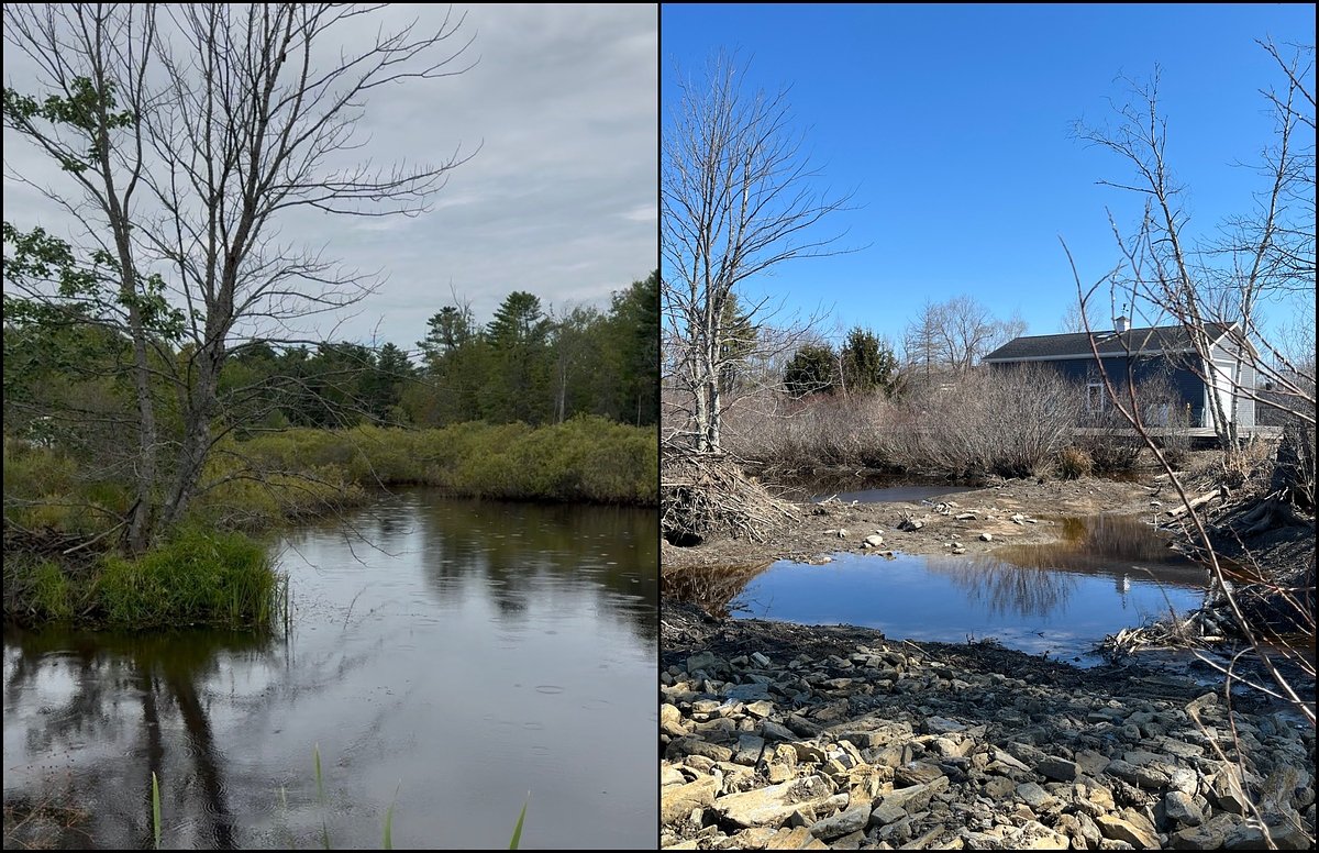 Belfast officials defend controversial decision to drain beaver pond