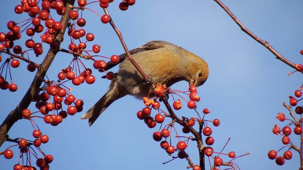 What finching is, and why you should try it this winter