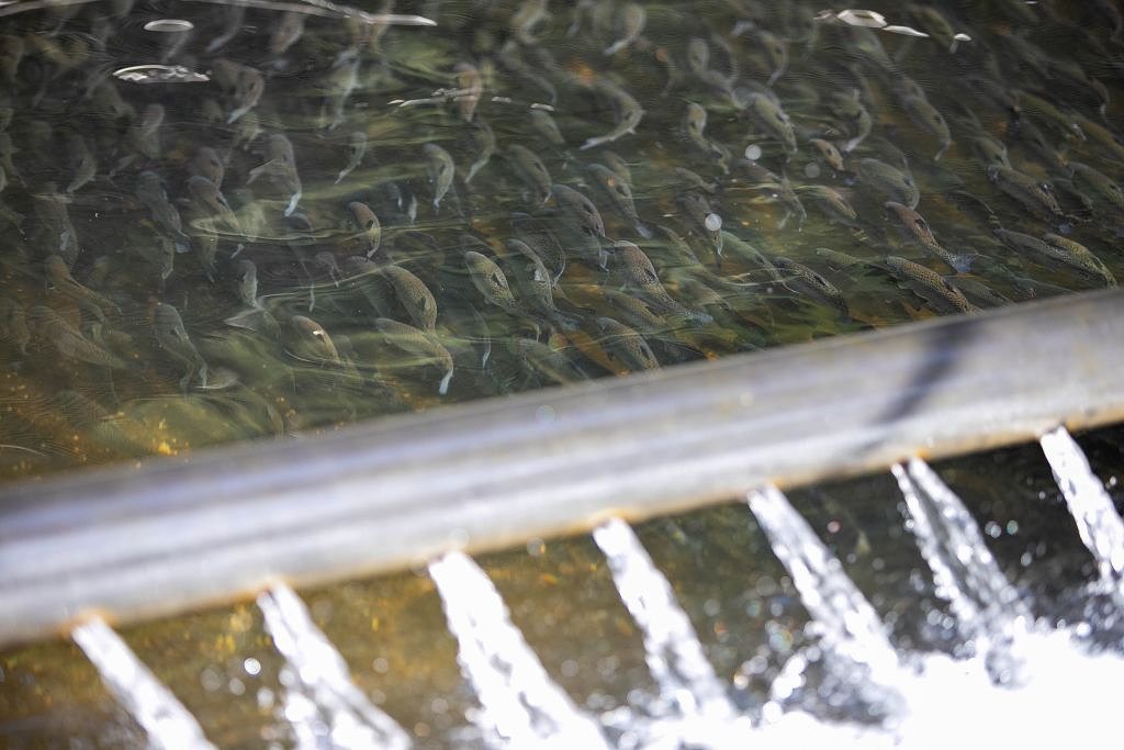 Washington officials debate future of salmon hatcheries