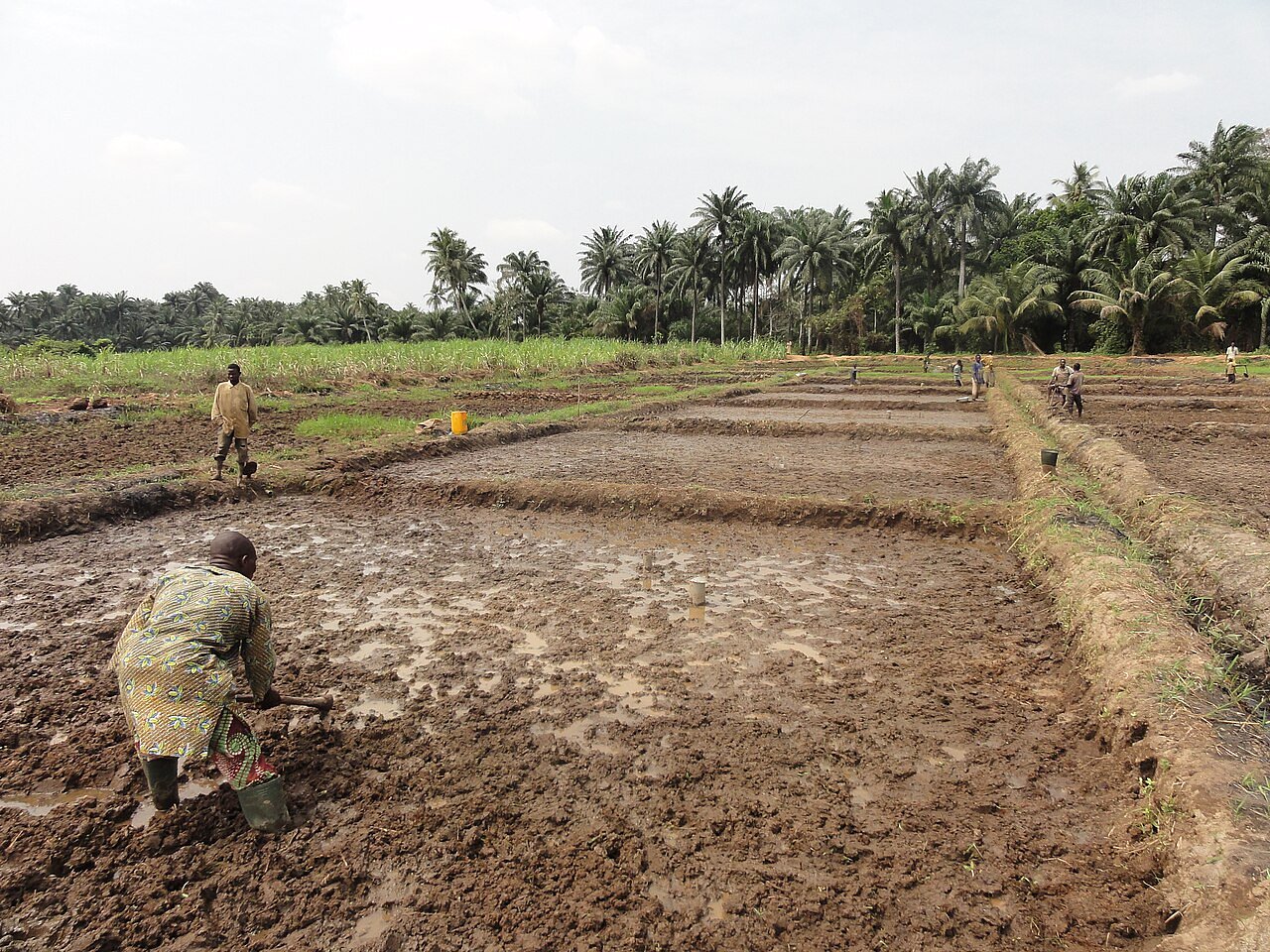 The Unbroken Line: Golden Grain — West Africans and rice in Colonial Louisiana