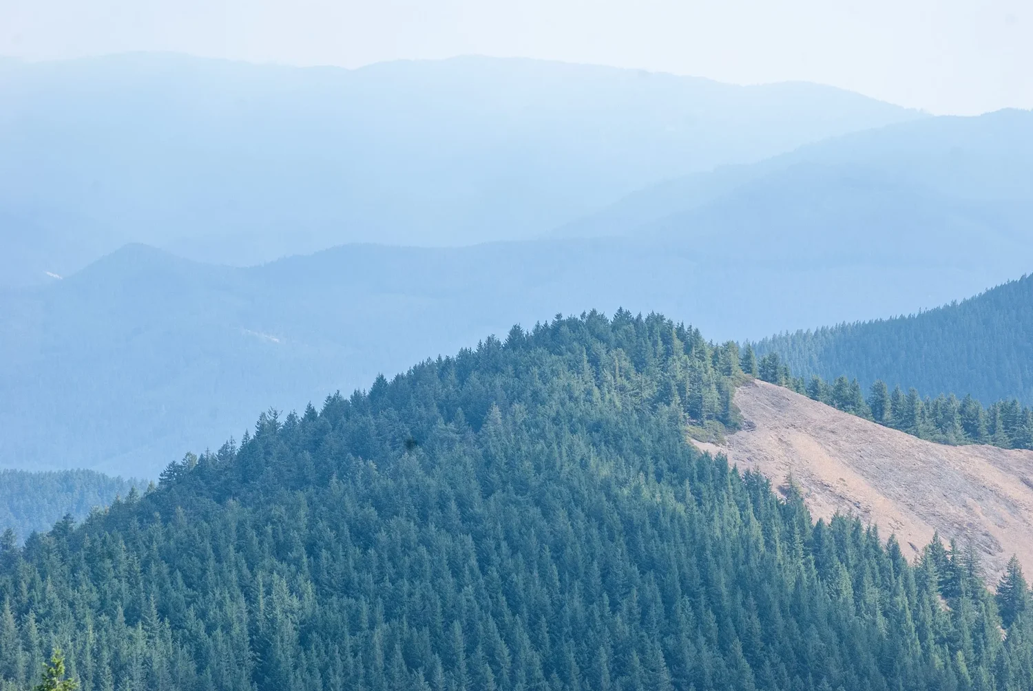 Trump’s logging agenda looms over local Earth Day protests 