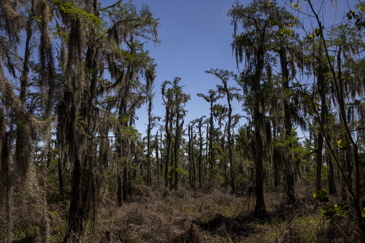 Barataria Preserve was damaged by Hurricane Ida. Five years later, repairs have begun.