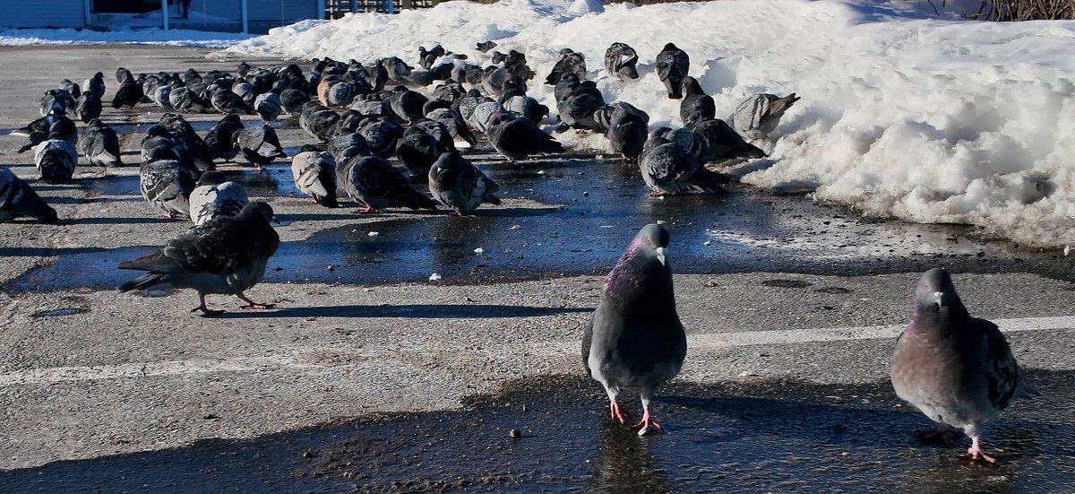 6 more weeks of winter? These crazy birds don't care