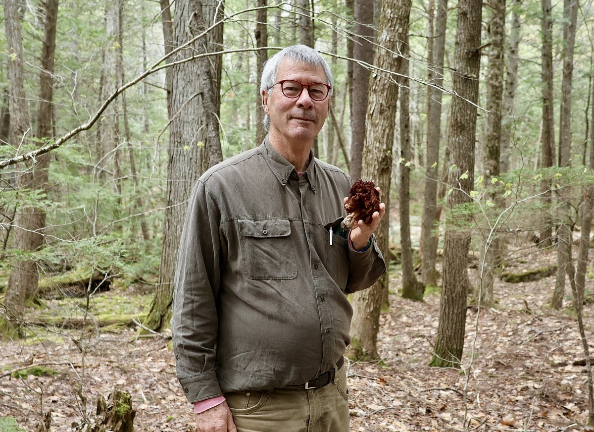 Maine mushroom foragers find treasures in the woods after last year’s disappointments