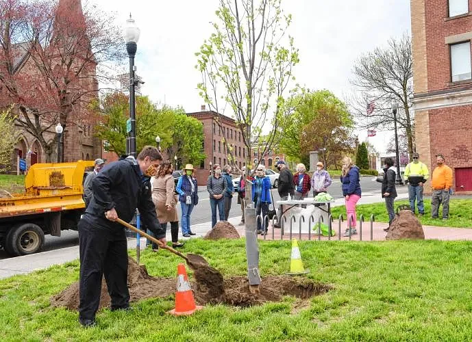 $95K grant will add 40 trees on Federal Street in Greenfield