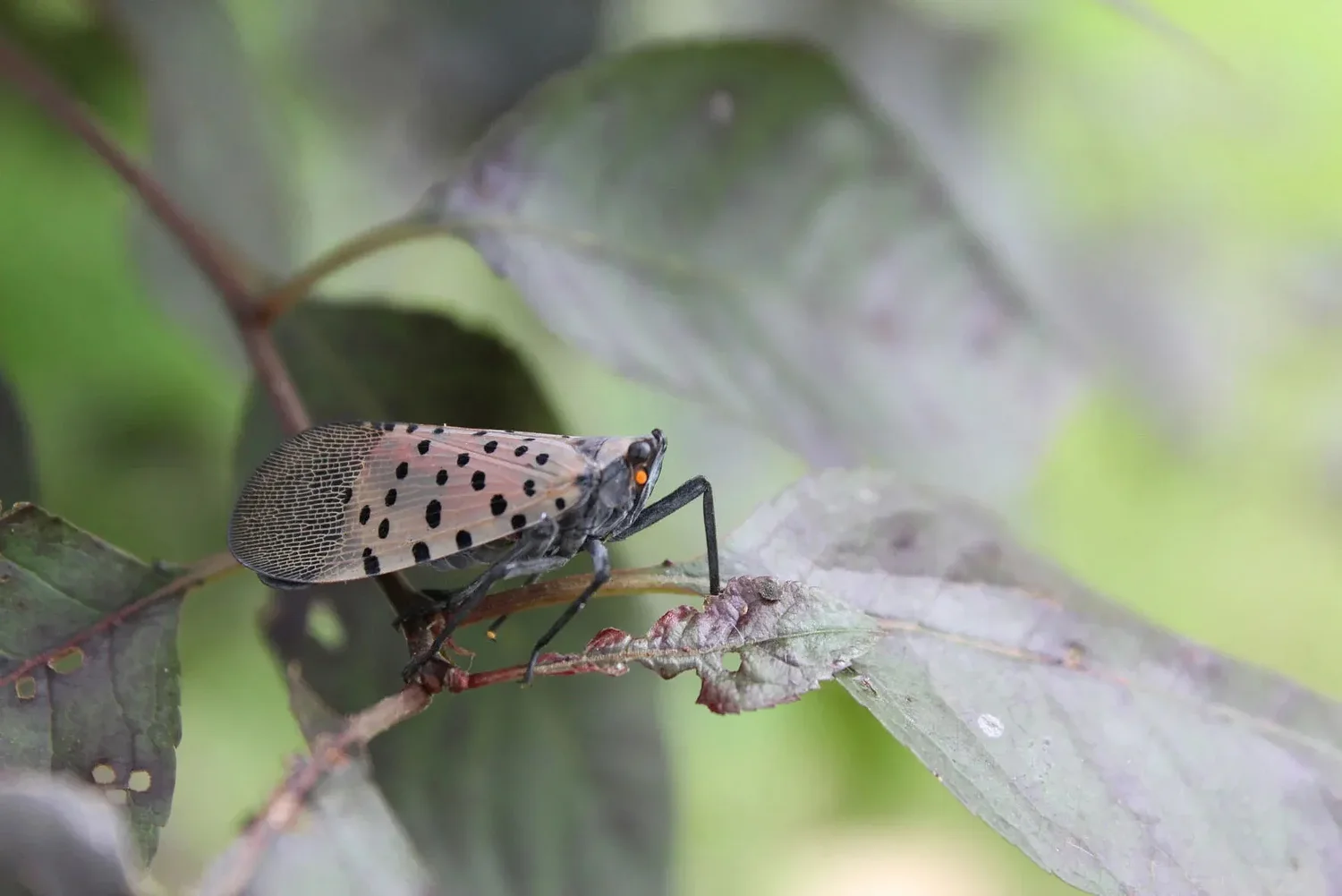 Pest patrol: Public asked to help curb spread of spotted lanternfly