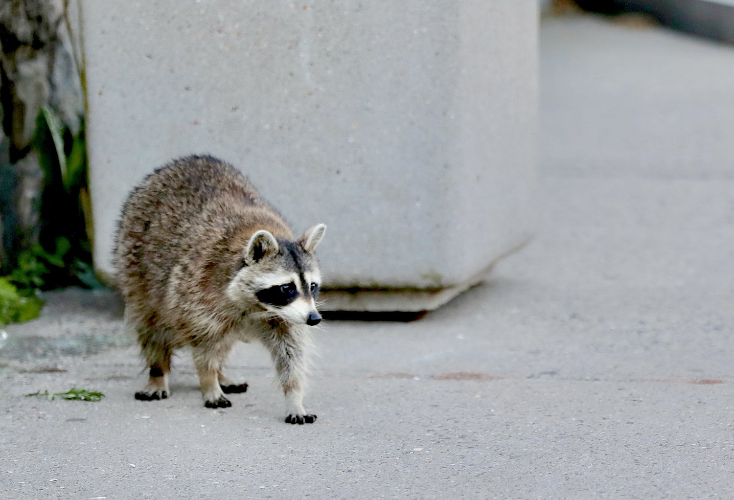 Staten Island has seen more than two dozen rabies cases in recent years; Here’s where