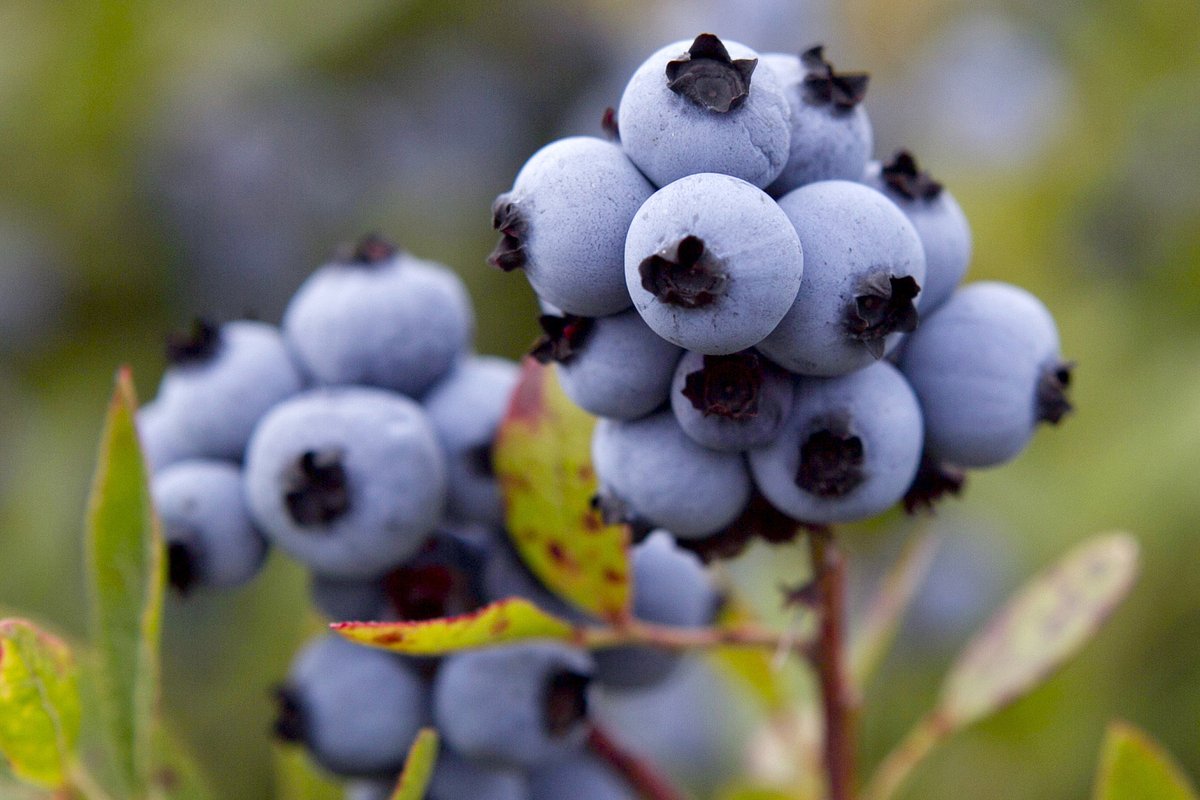 Maine blueberry growers hope for emergency aid to offset nearly $30M loss
