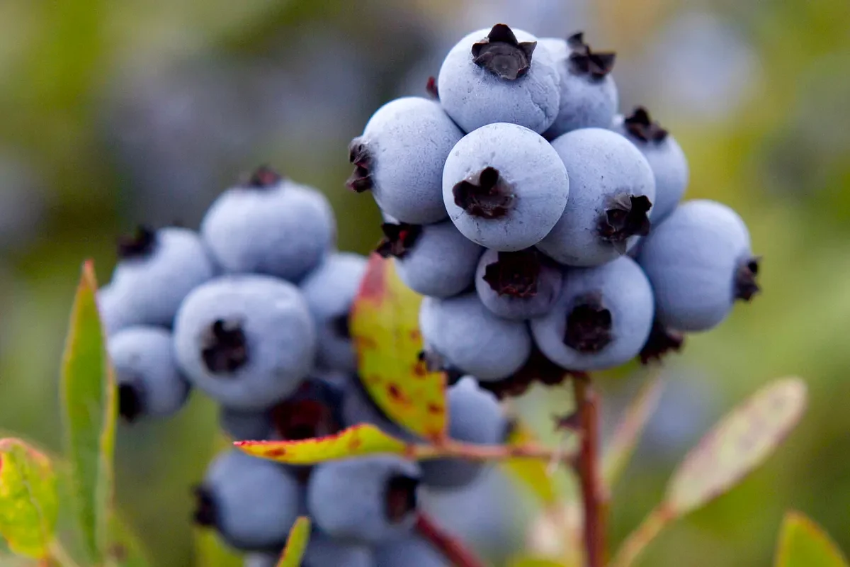 Maine blueberry growers hope for emergency aid to offset nearly $30M loss