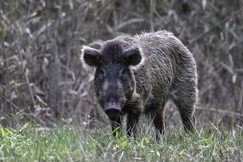 Wild hogs wreak economic havoc in Mississippi