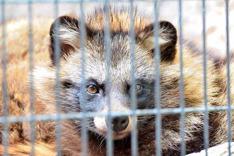 'They should do decent science': Report on raccoon dogs and Covid origins spurs ethics flap
