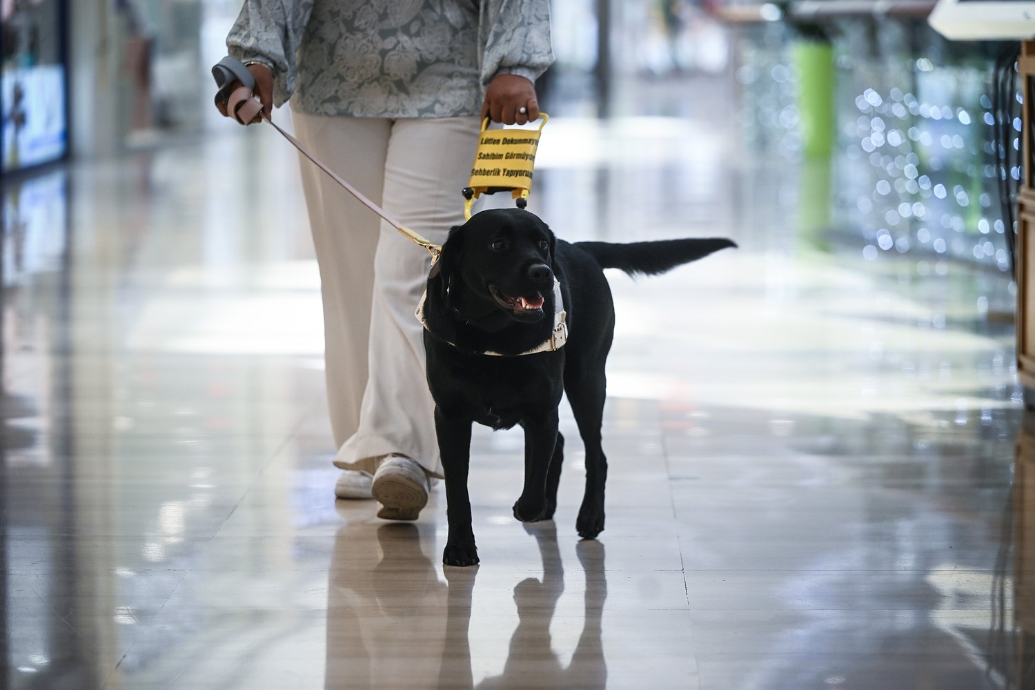Dear Abby: Reader tries to clear up confusion surrounding what is, isn’t a service dog