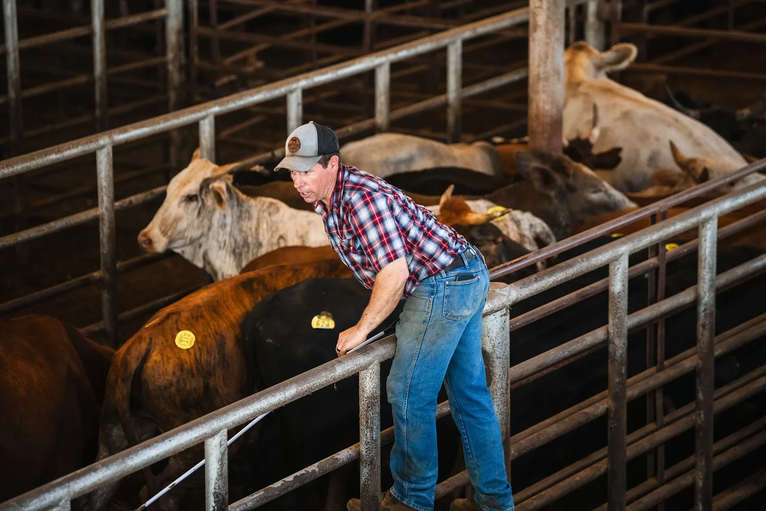 “Survival of the fittest”: Insiders say screwworm could improve the Texas cattle industry, beef