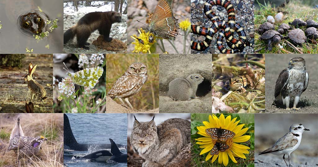 Does new video series mark a WDFW pivot toward conservation?