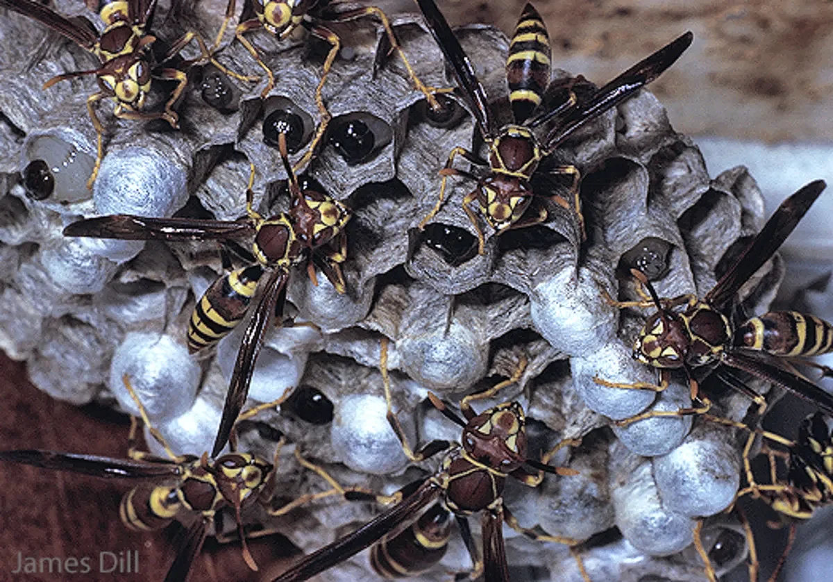 The wonderful world of wasps