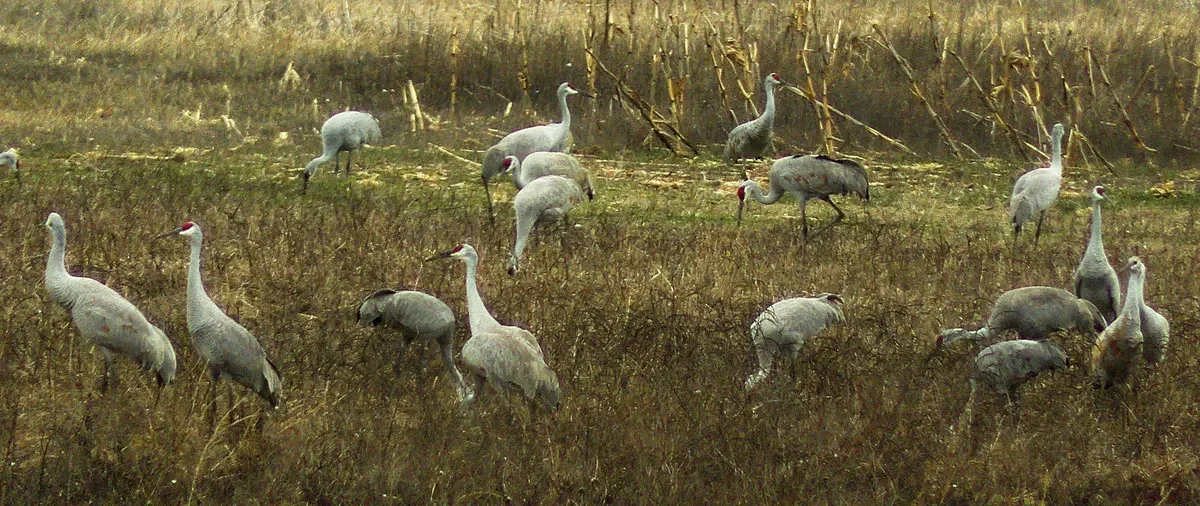 Why Maine birders should head south in winter  