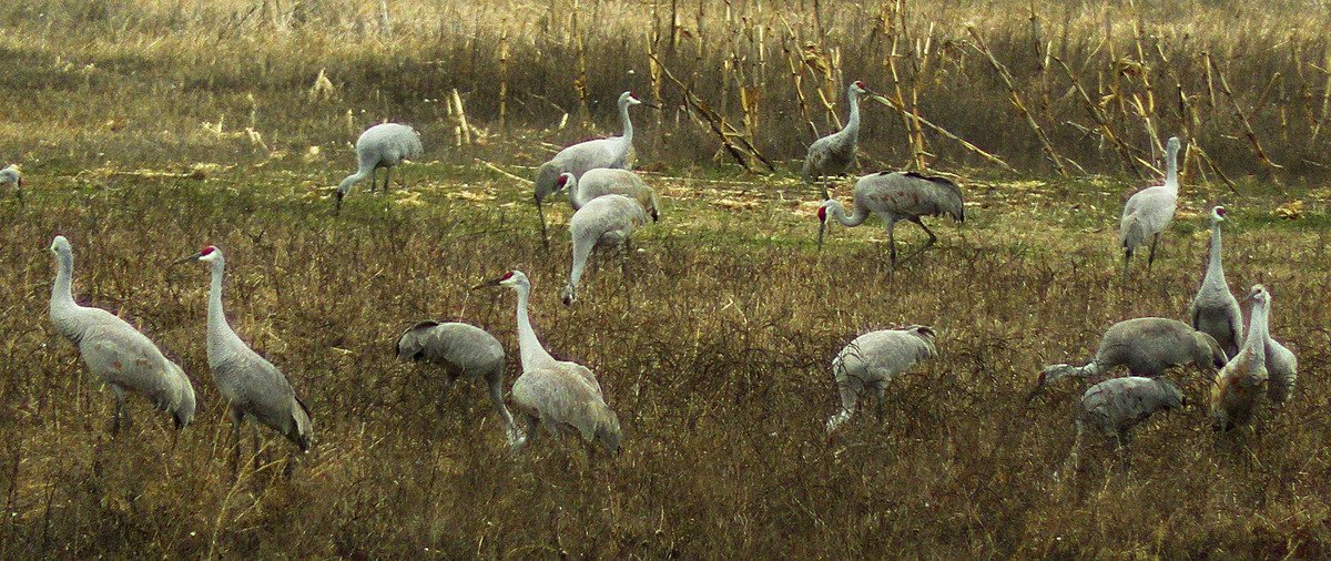 Why Maine birders should head south in winter  
