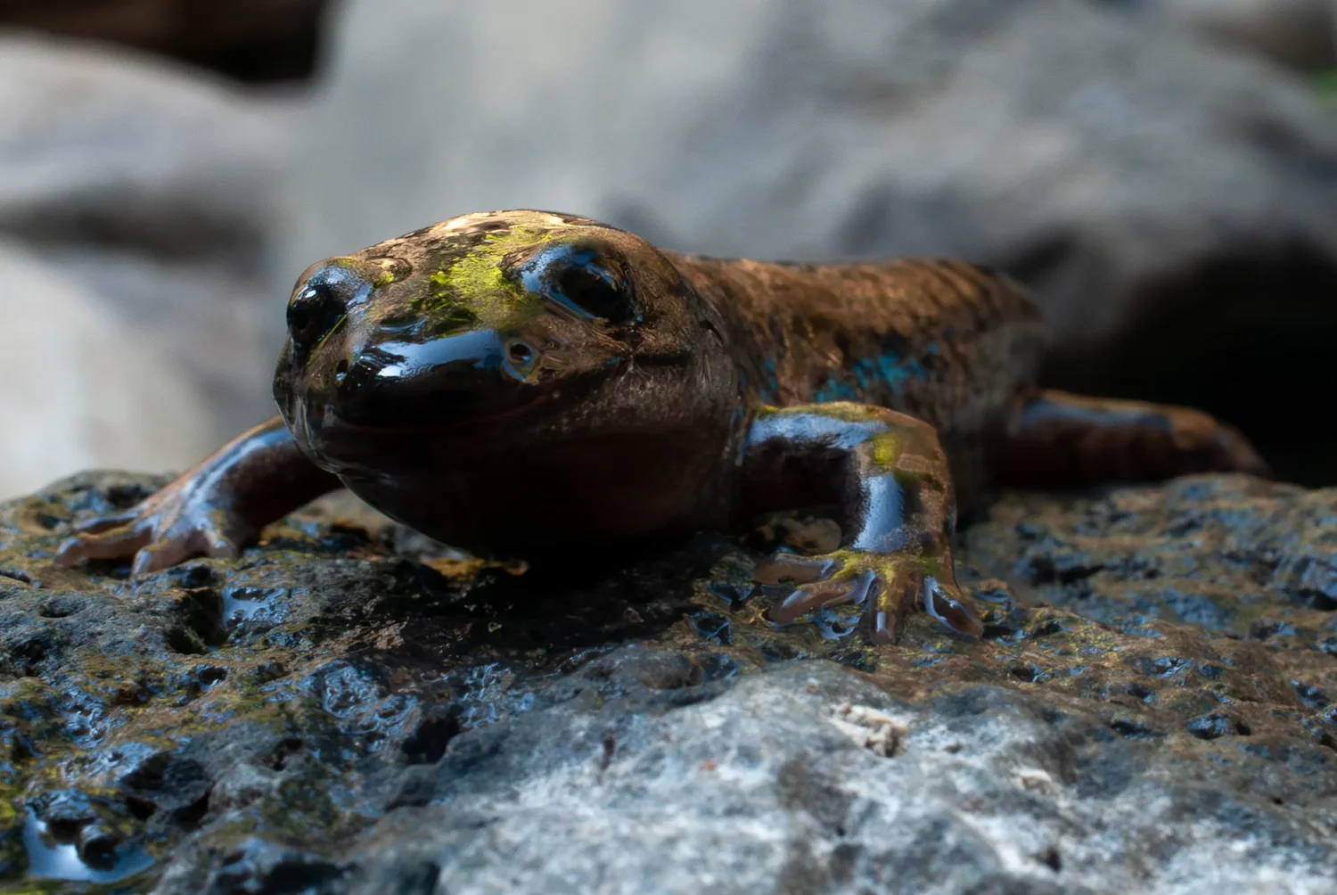 Salamanders signal health of McKenzie River watershed