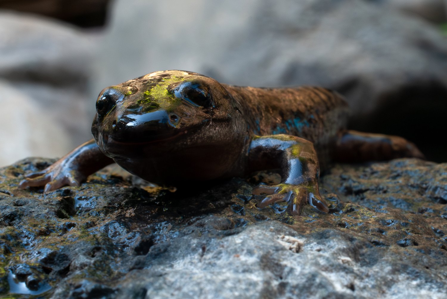 Salamanders signal health of McKenzie River watershed
