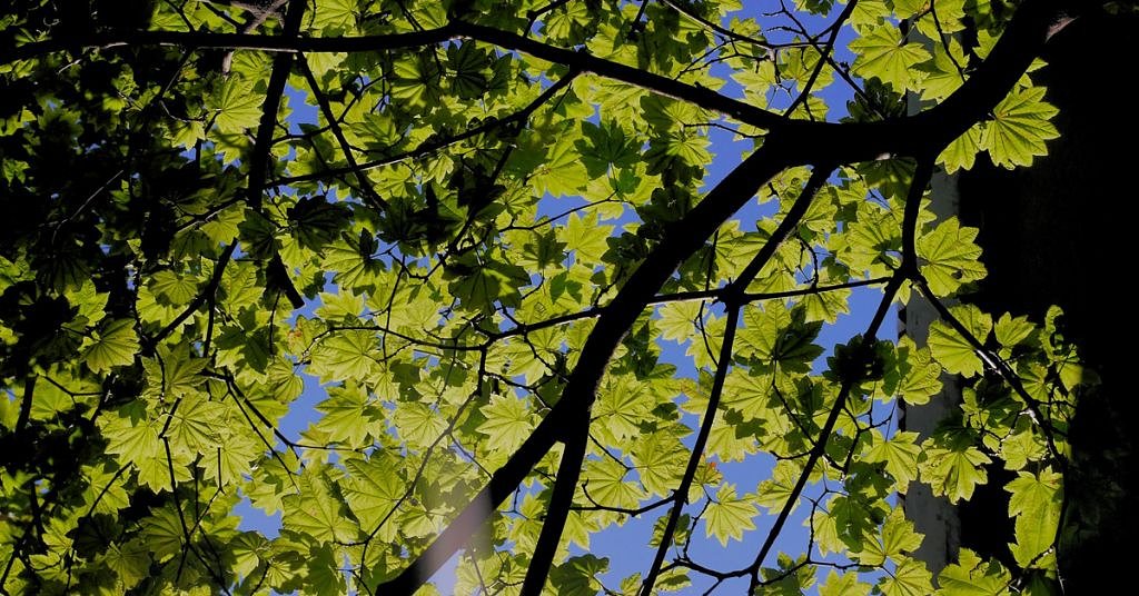 Breaking: Money now growing on trees