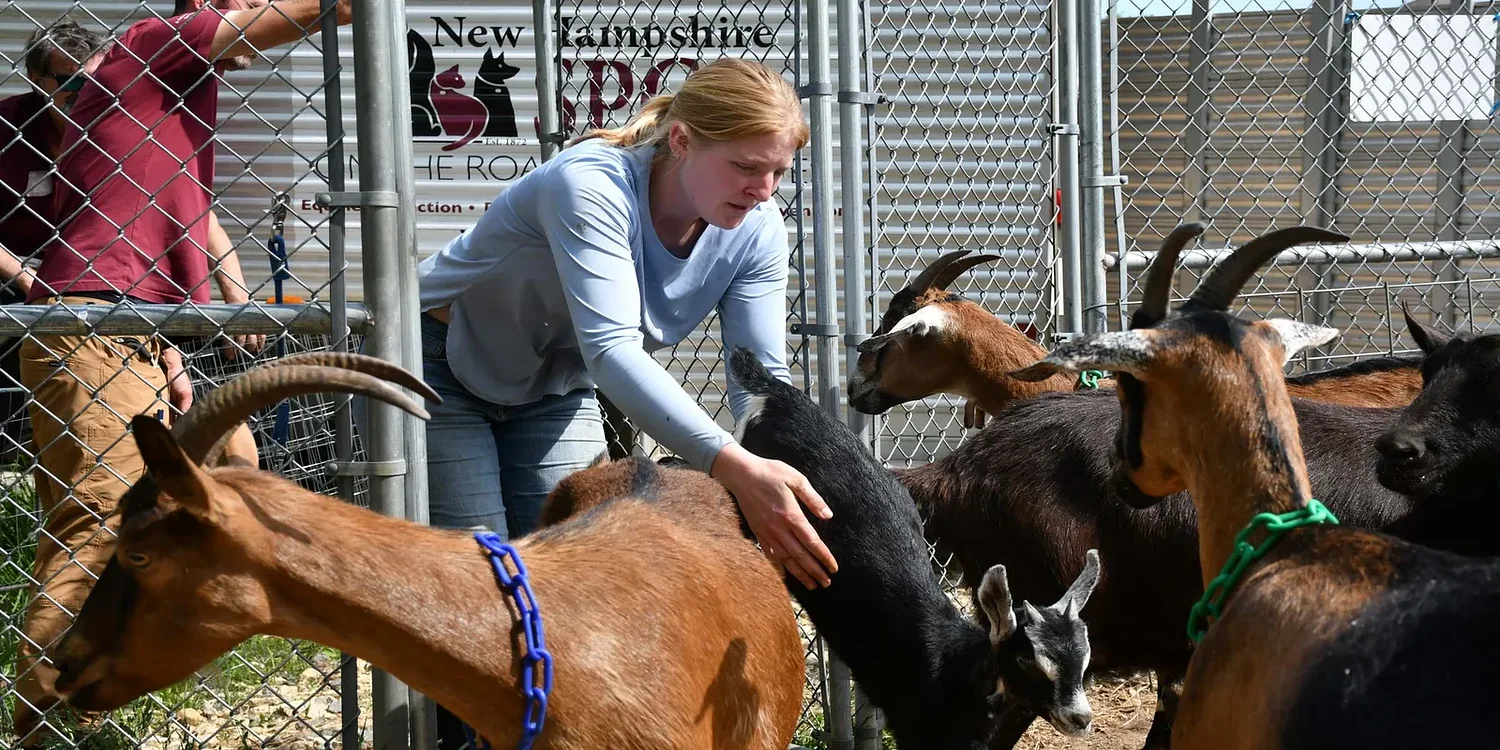 Polarizing cruelty to livestock bill heads to governor's desk