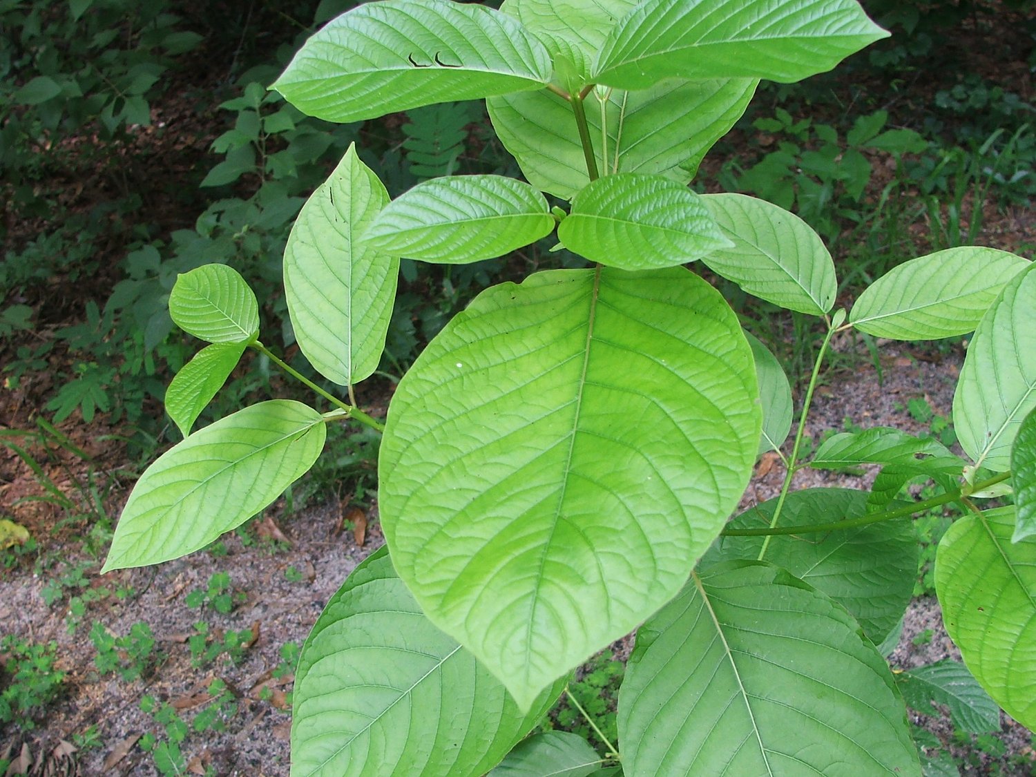 KY Health Dept. issues warning against kratom products