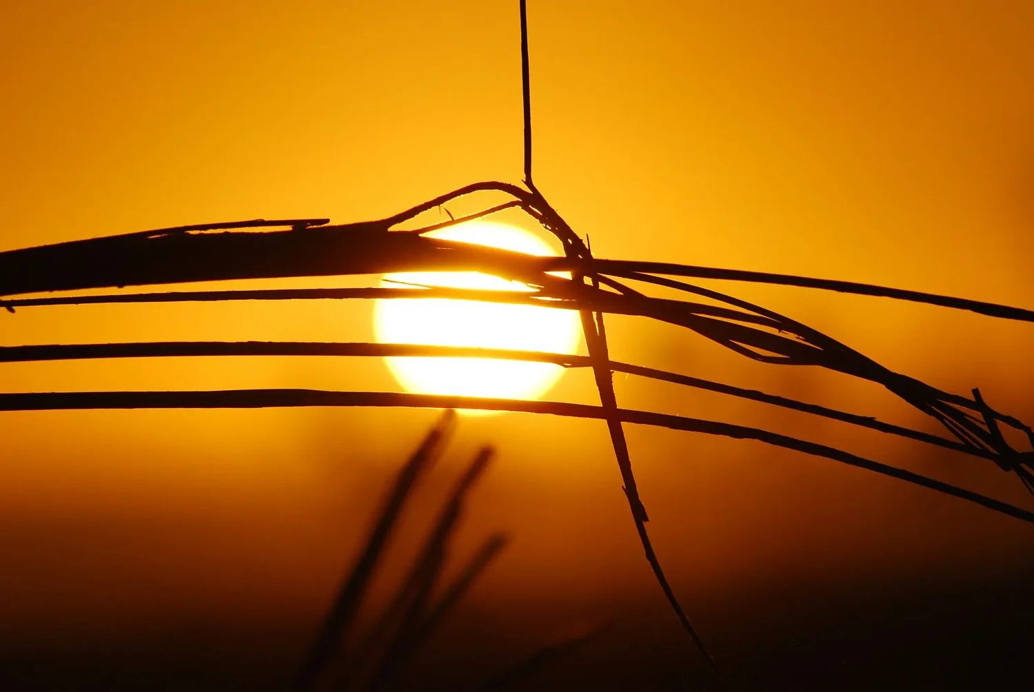 Hot, humid, and getting worse: Why Maryland must step up on climate