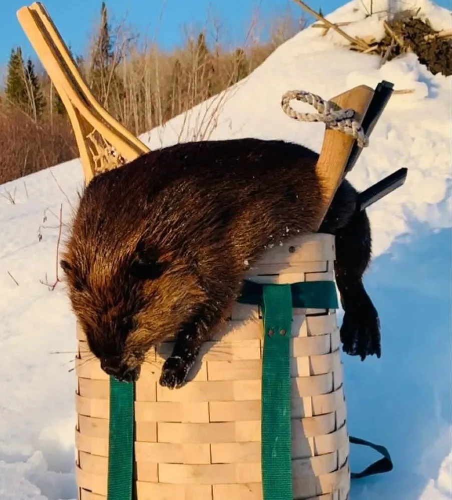 Why I snowshoed a mile to trap my 1st Maine beaver