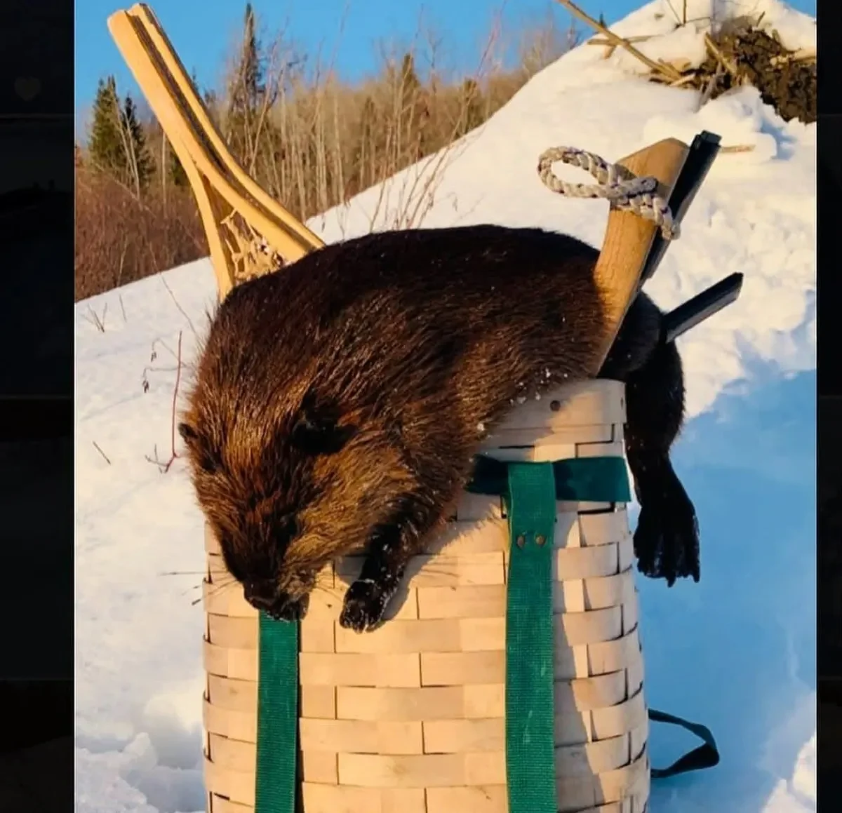 Why I snowshoed a mile to trap my 1st Maine beaver
