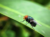 Texas officials introduce bill aimed at stopping New World screwworm