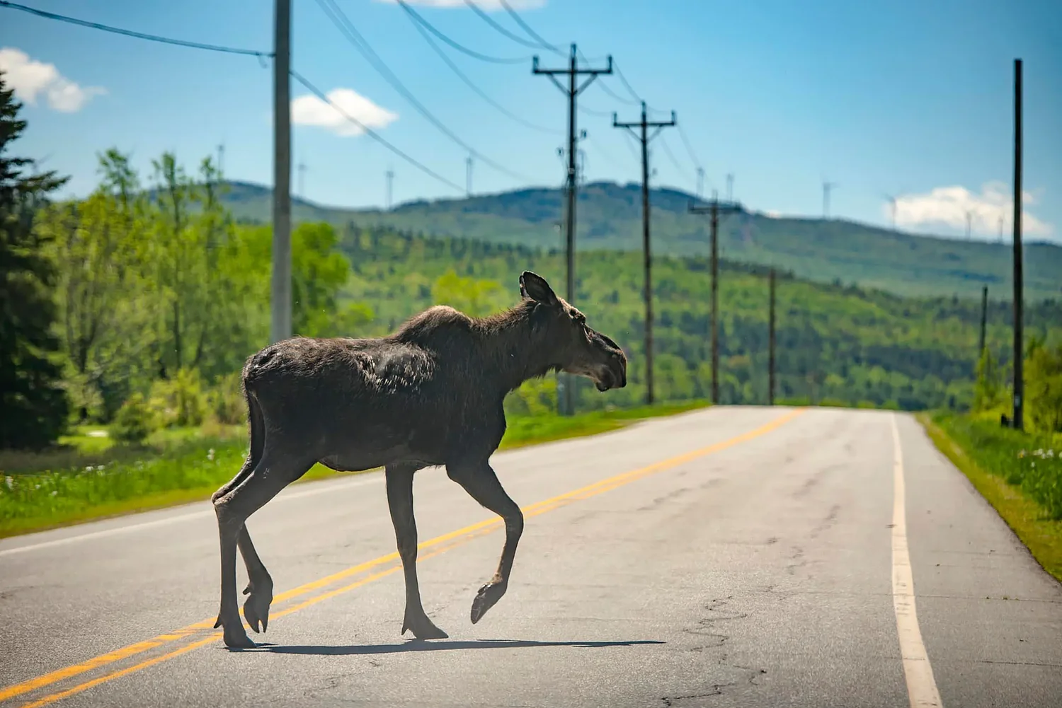 Vermont recommends continued, but reduced, Northeast Kingdom moose hunting
