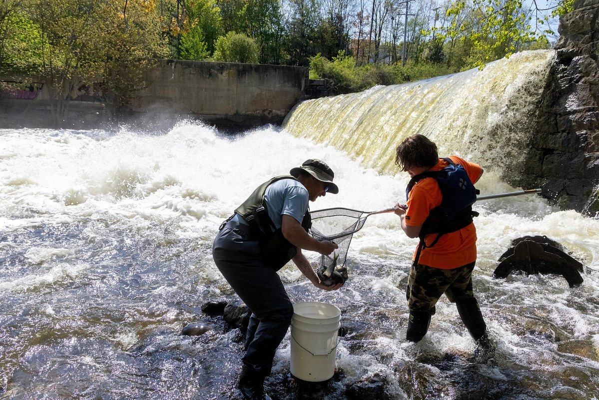 Following the alewives: Gardiner students wade into science on Cobbossee Stream
