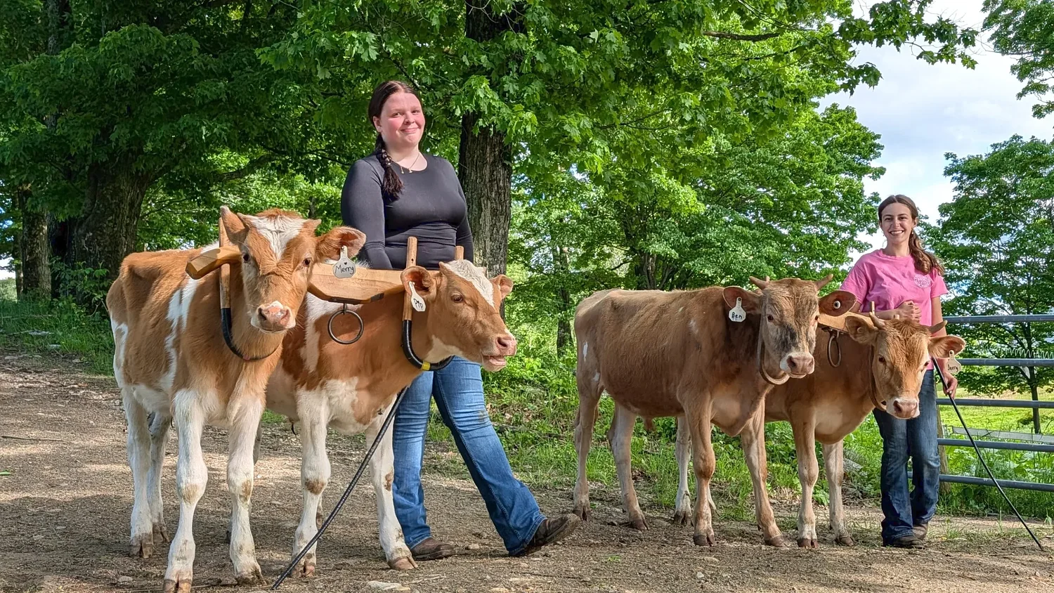 From the Farm: What kind of cow is that?