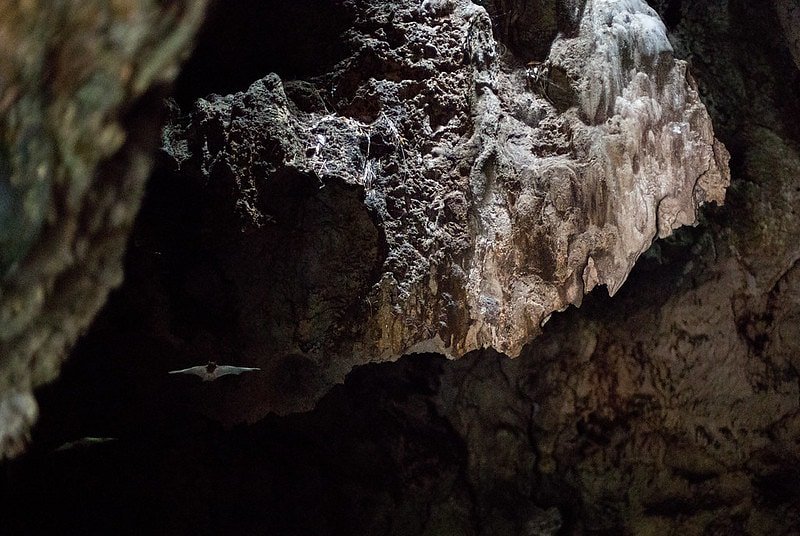 Pandemic research firm Metabiota struggled with safety and data problems