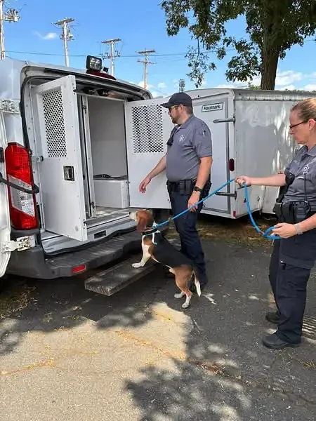 34 dogs rescued from overcrowded kennel in Greenfield