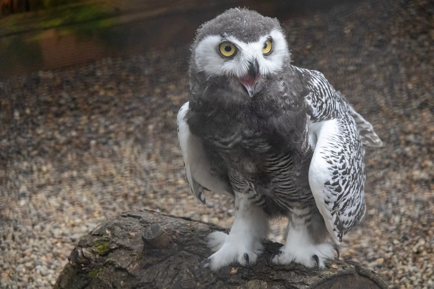 Photos: Baby owls stumble into early flights at Eugene raptor center