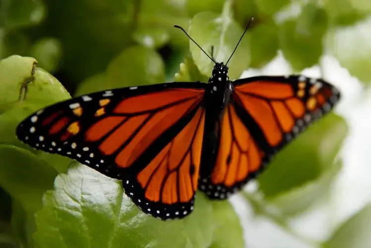 Dogs, butterflies and sing-alongs, oh my!