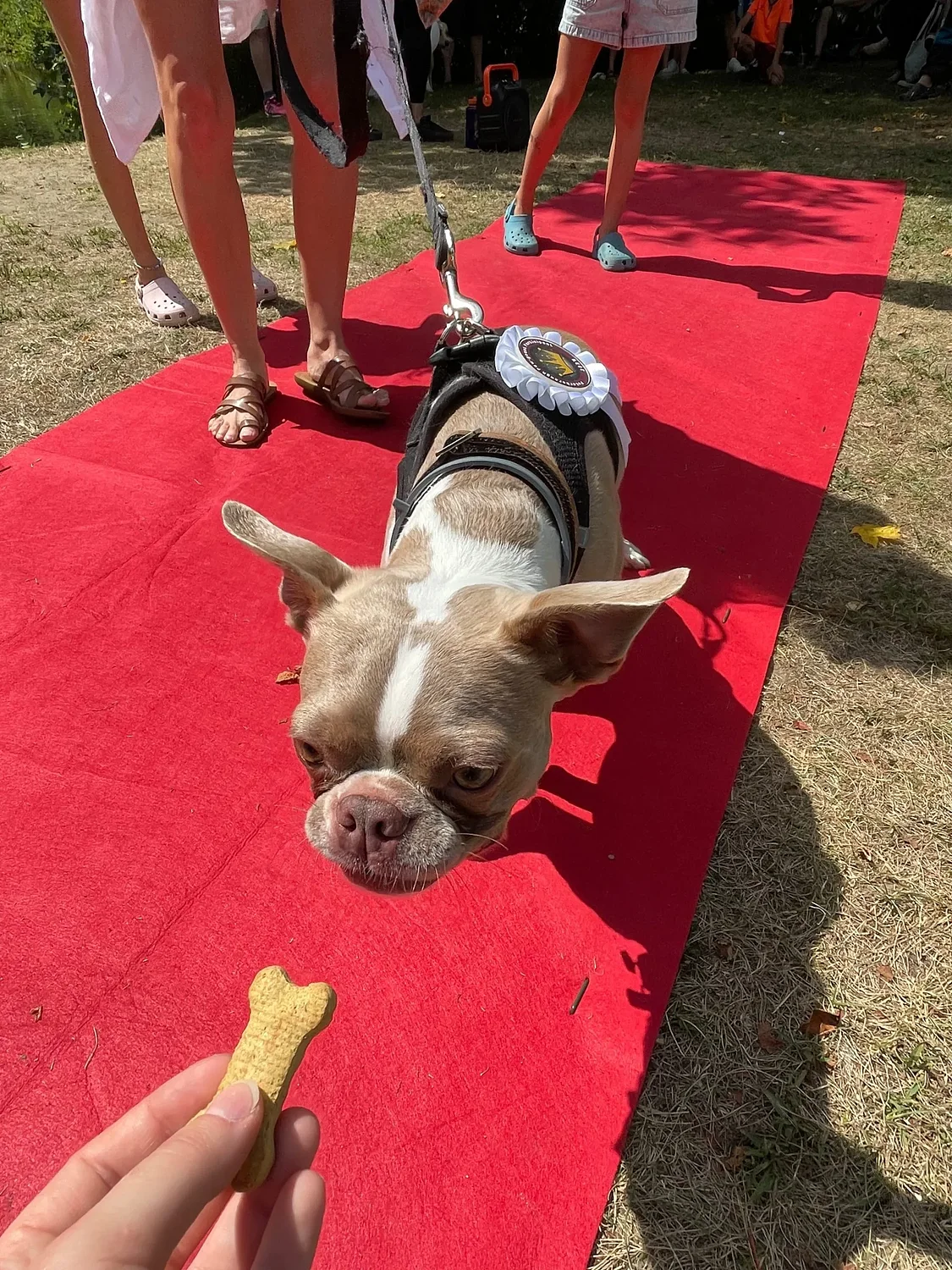 Peterborough’s first Pet Gala a furry success